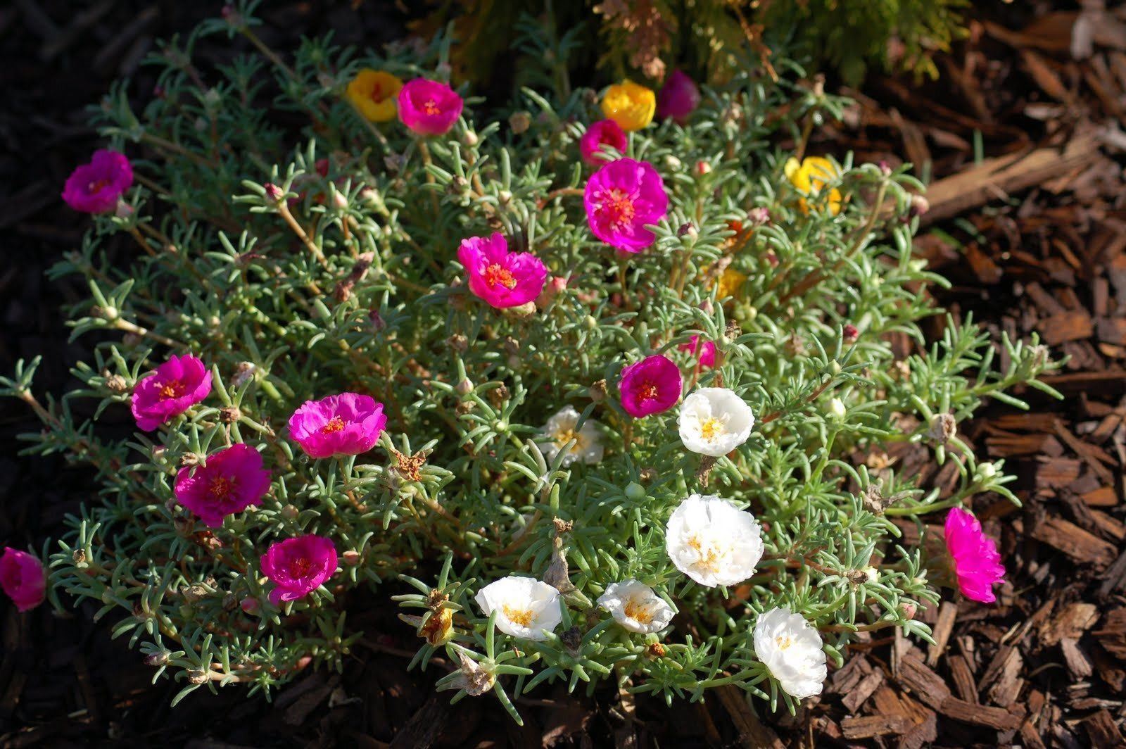 Portulaca Moss Rose ( Sundial Mix 5,000 SEEDS ) Great in Container