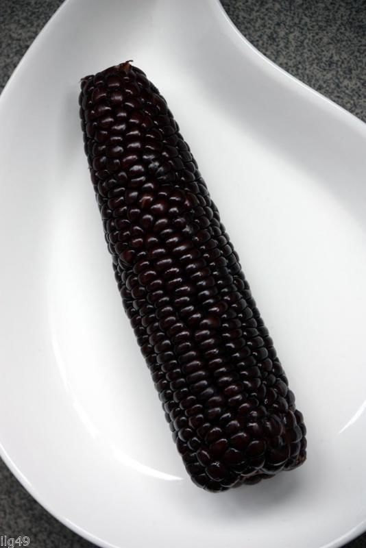 35 Giant black Mexican corn-1300