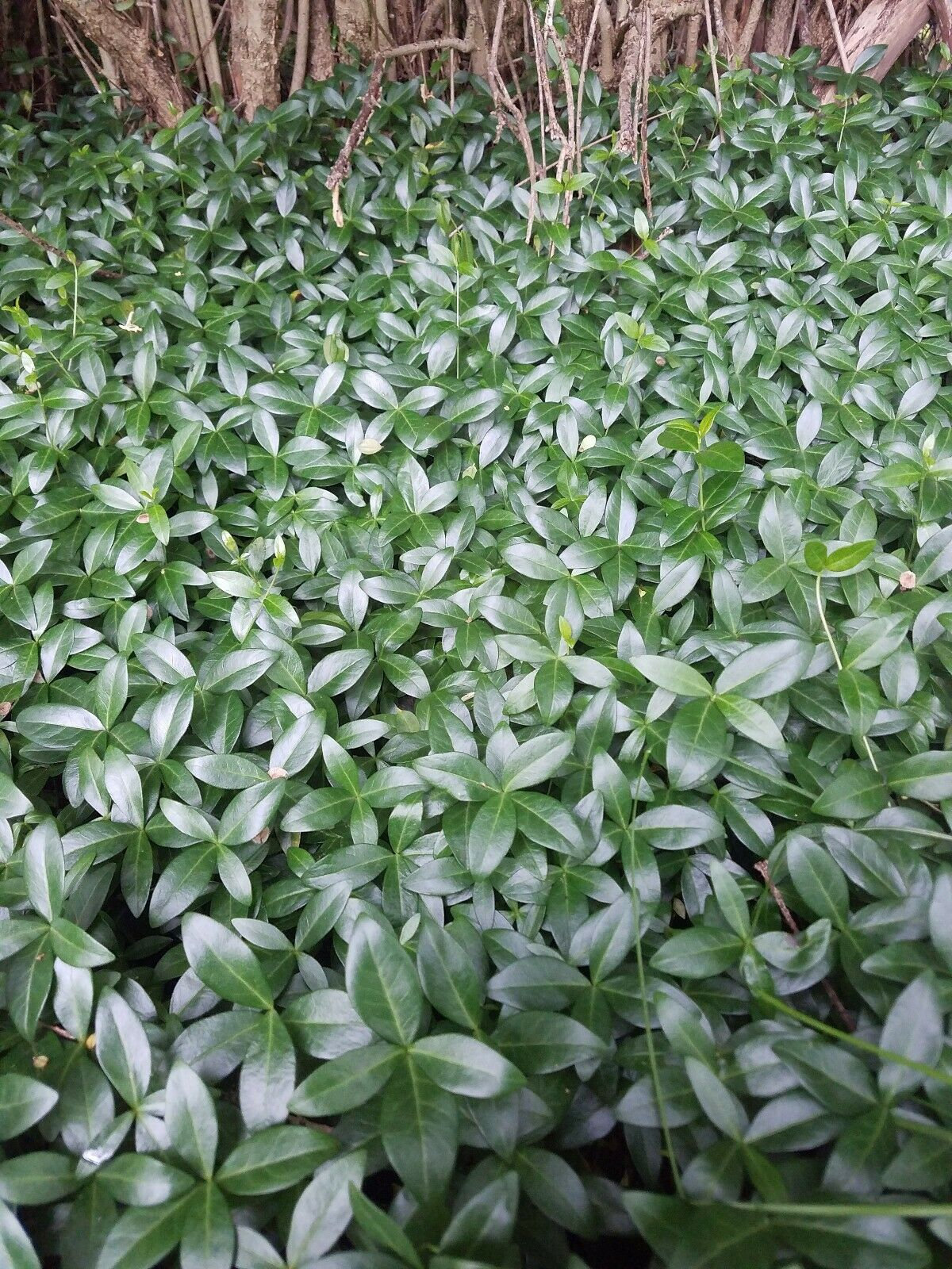 Vinca Minor Ground Cover 300 Bare Root And 50 Similar Items