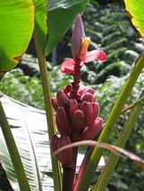 10 Seeds Musa Velutina Hairy Pink Ornamental Banana Fruits - $18.96