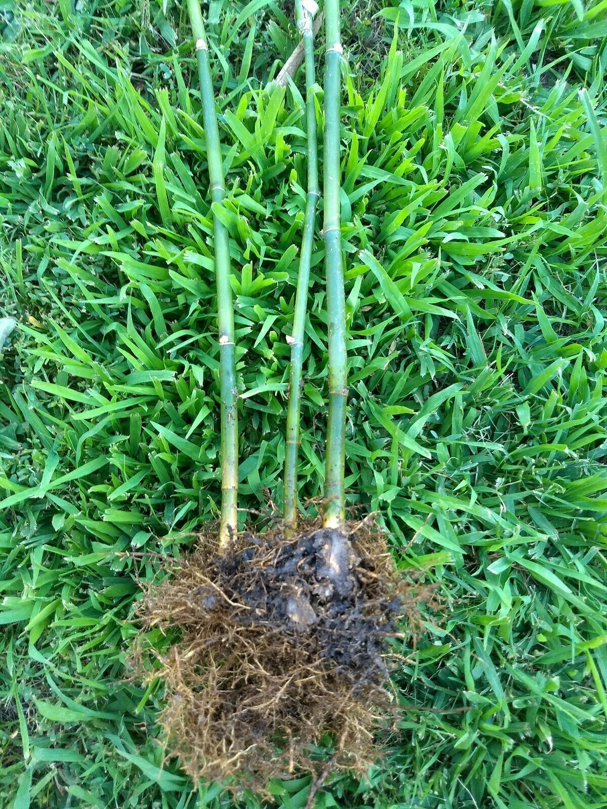 Minimalist Shrubs With Non Invasive Roots 