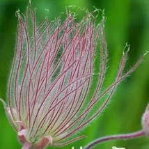 40 Prairie Smoke Seeds  -  Purple  -  Geum Triflorum image 2