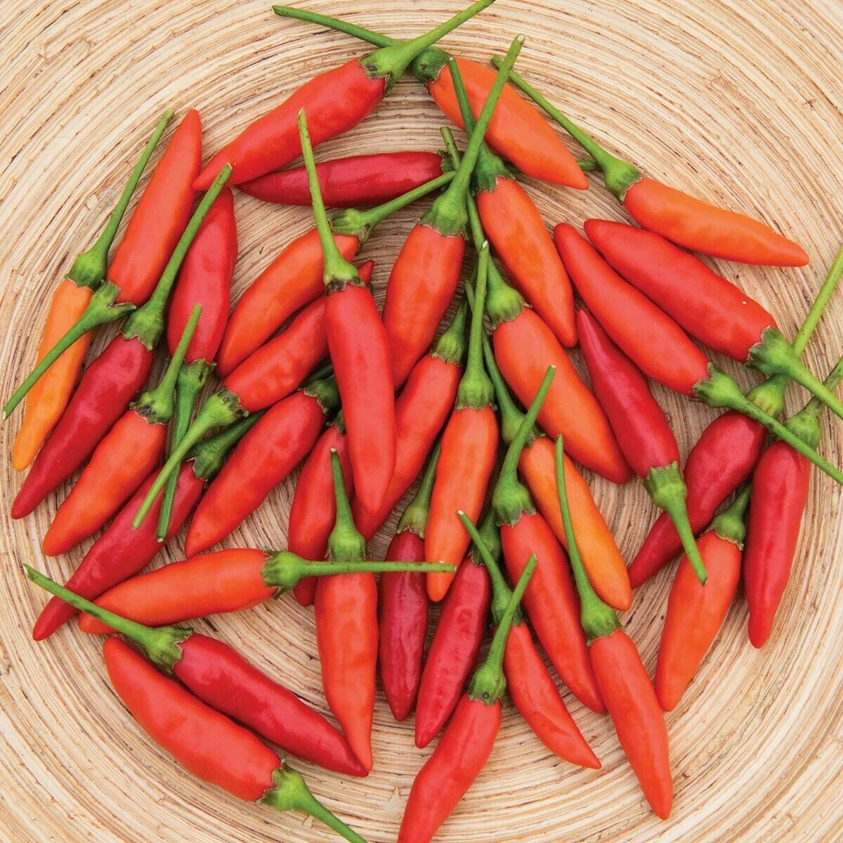 TABASCO PEPPER- 50 SEEDS - PEPPER SAUCE* HOT *POPULAR PROLIFIC* CHILI ...