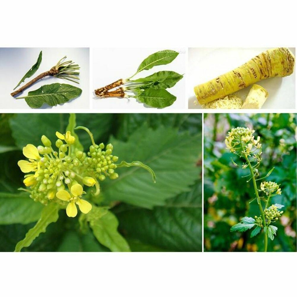 100pcs Wasabi Seeds Japanese Horseradish Vegetable Garden Plant DIY