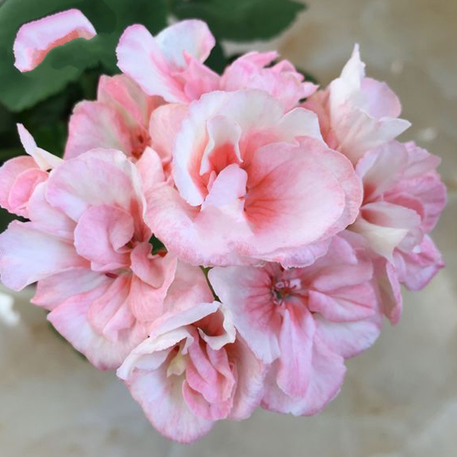 10 Seed Geranium Peach Pink Light Color Ball-types Bonsai, DIY Flower ...