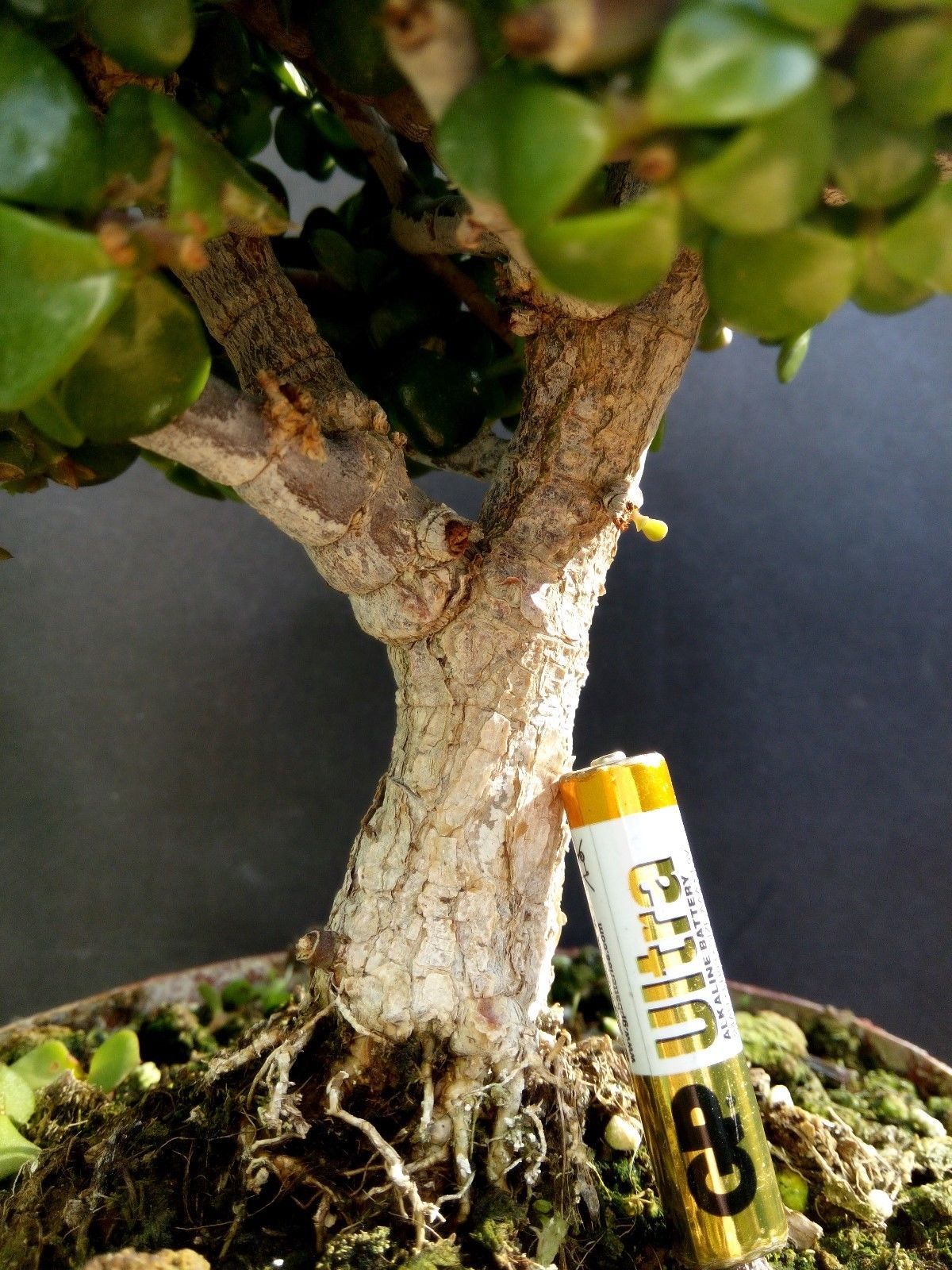 Perfect bonsai Portulacaria afra 'cork bark'12 year old For