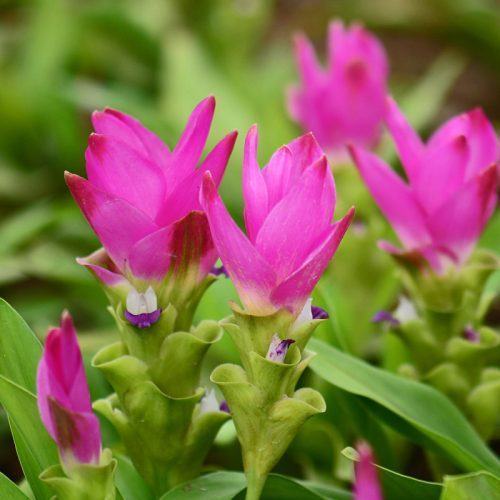a bulb Curcuma alismatifolia Pink Siam Tulip Ginger rare plant 2018 Seeds