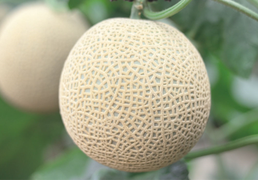 100Pcs Original package super quality Japanese Bimei melon seeds