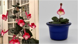 Sinningia 'wsl's Cute Cat' Blooming Size Plant - $69.99