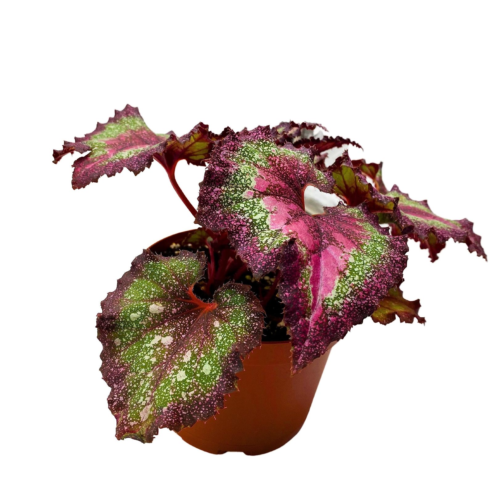 Harmony's BubbleBlooms Love Potion Begonia, Variegated Begonia Rex in 6 ...