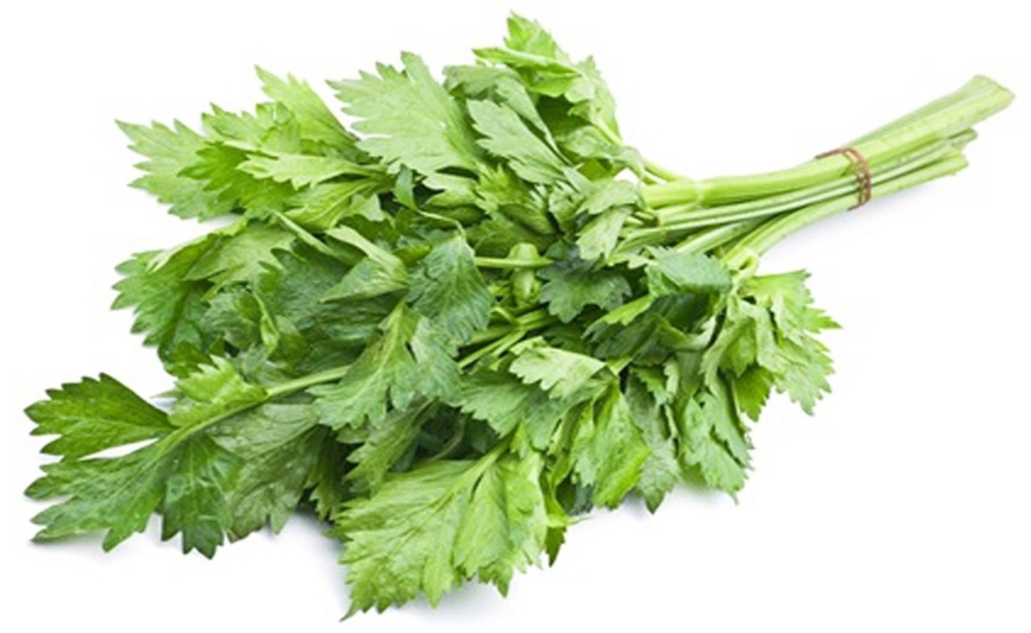 Leafy Chinese Celery Seed Packet, (APIUM GRAVEOLENS var. SECALINUM