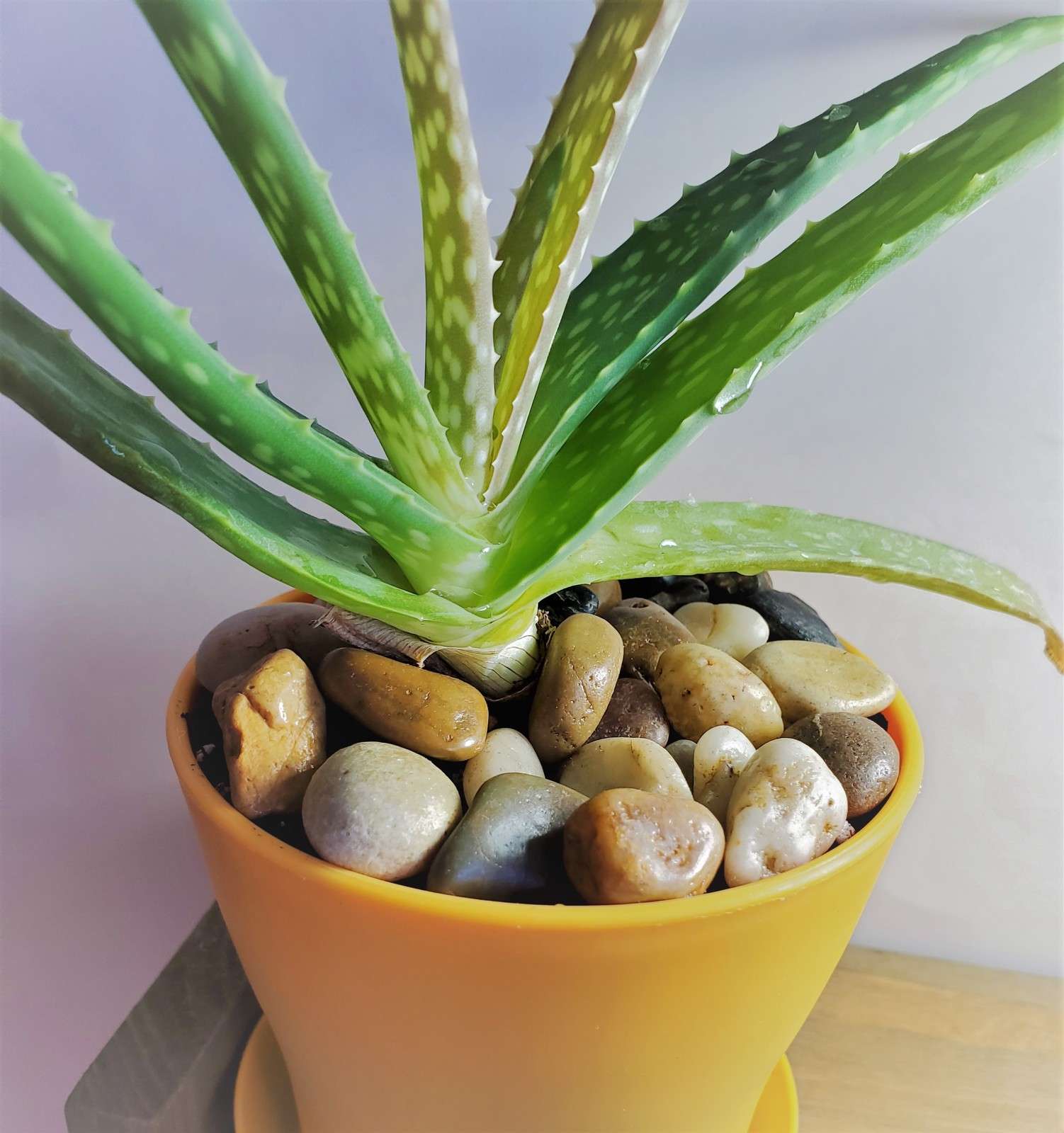 Aloe Vera plant in Orange Pot, drainage saucer, river rocks, Live