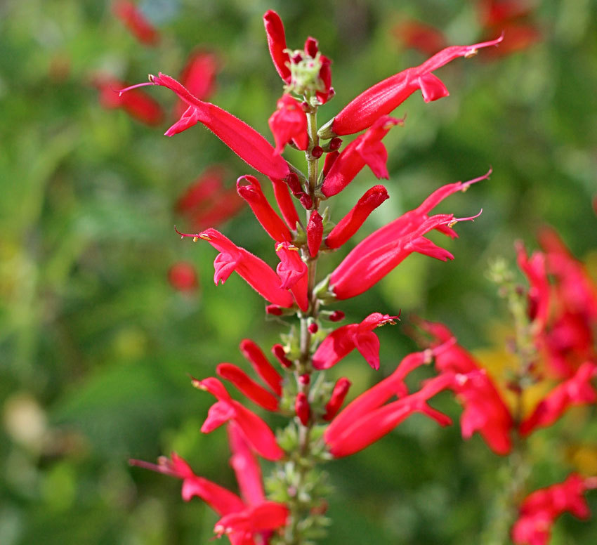 10 Seeds - Pineapple Sage / Red Sage - Annual & Biennial Seeds