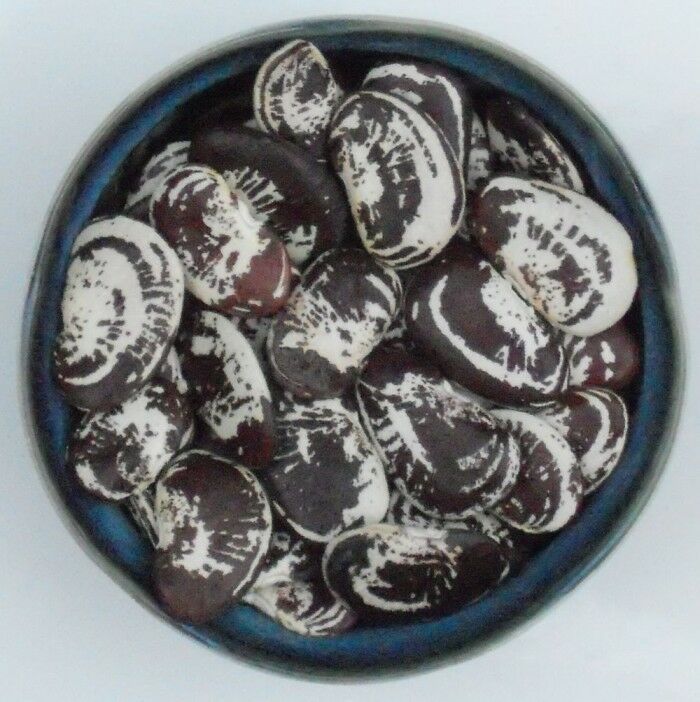 Christmas Lima Bean Seed Large Calico Speckled Pole Beans Seeds (1oz