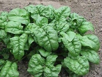 Primary image for Non-GMO Early No. 7 Spinach - 50 Seeds