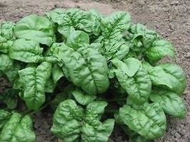 Early no. 7 spinach seeds   50 seeds non gmo1 thumb200