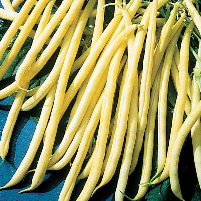 Rocdor Yellow Wax Bush Bean Variety Quality Treated Seeds Pack 100/1000/10000