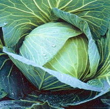 500 Cabbage Seeds Late Flat Dutch Heirloom Gardening NON-GMO - $2.19