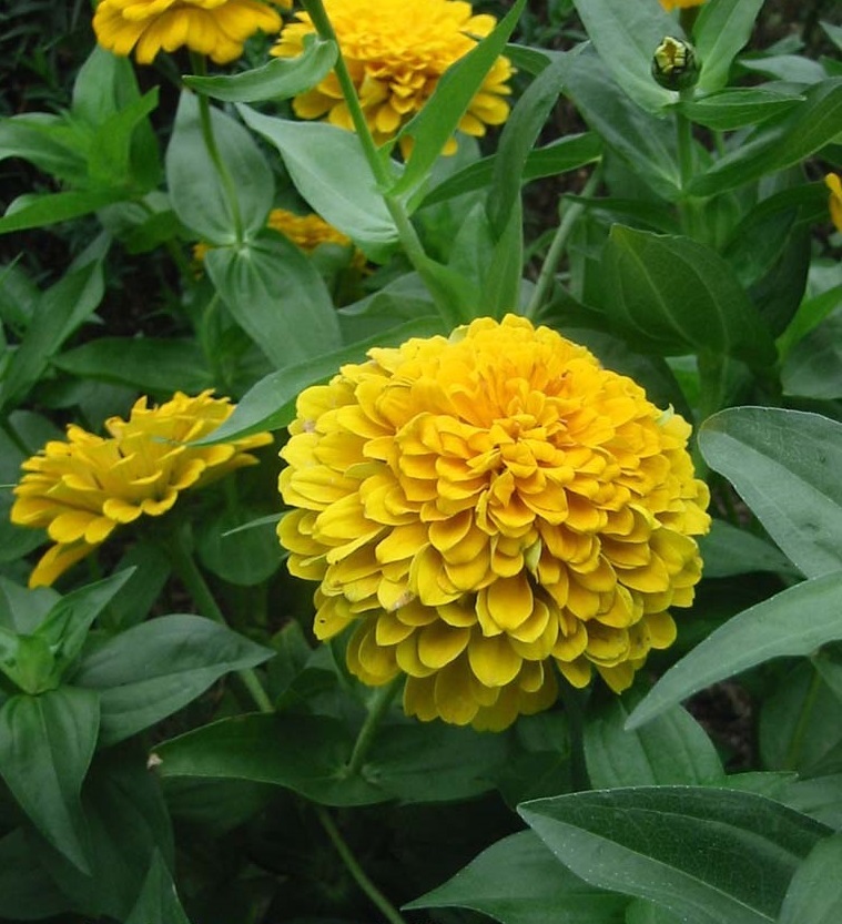 60 Seeds Zinnia Canary Bird Large Blooms Seeds & Bulbs
