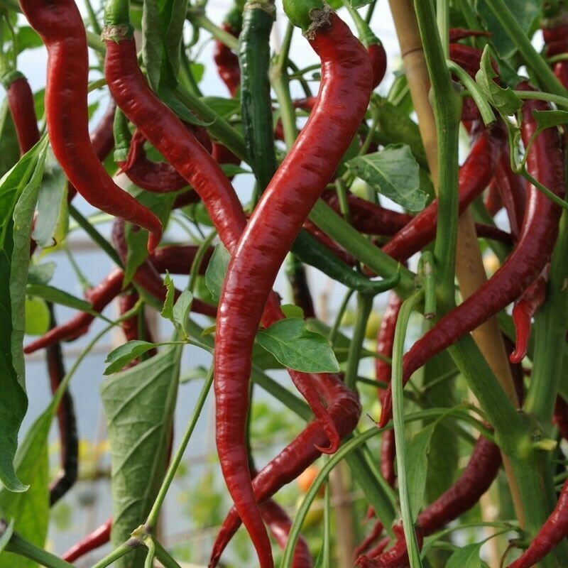 VERY HOT Long Cayenne Chilli pepper HEIRLOOM 30+ seeds 100% Organic Grown in USA