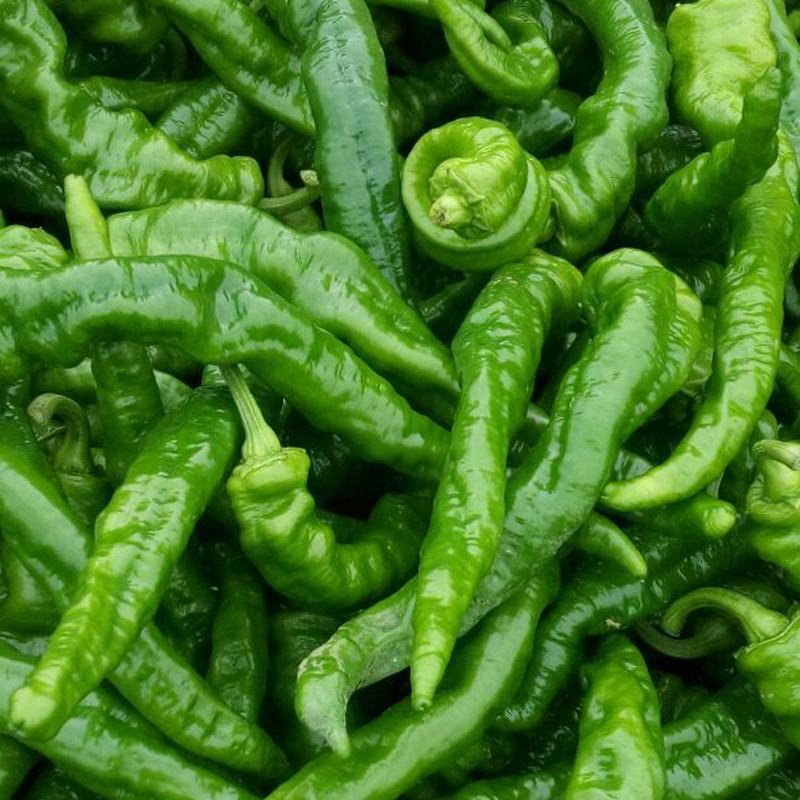 30 Green Screw Pepper Seed Capsicum Frutescens Organic Vegetable - Seeds