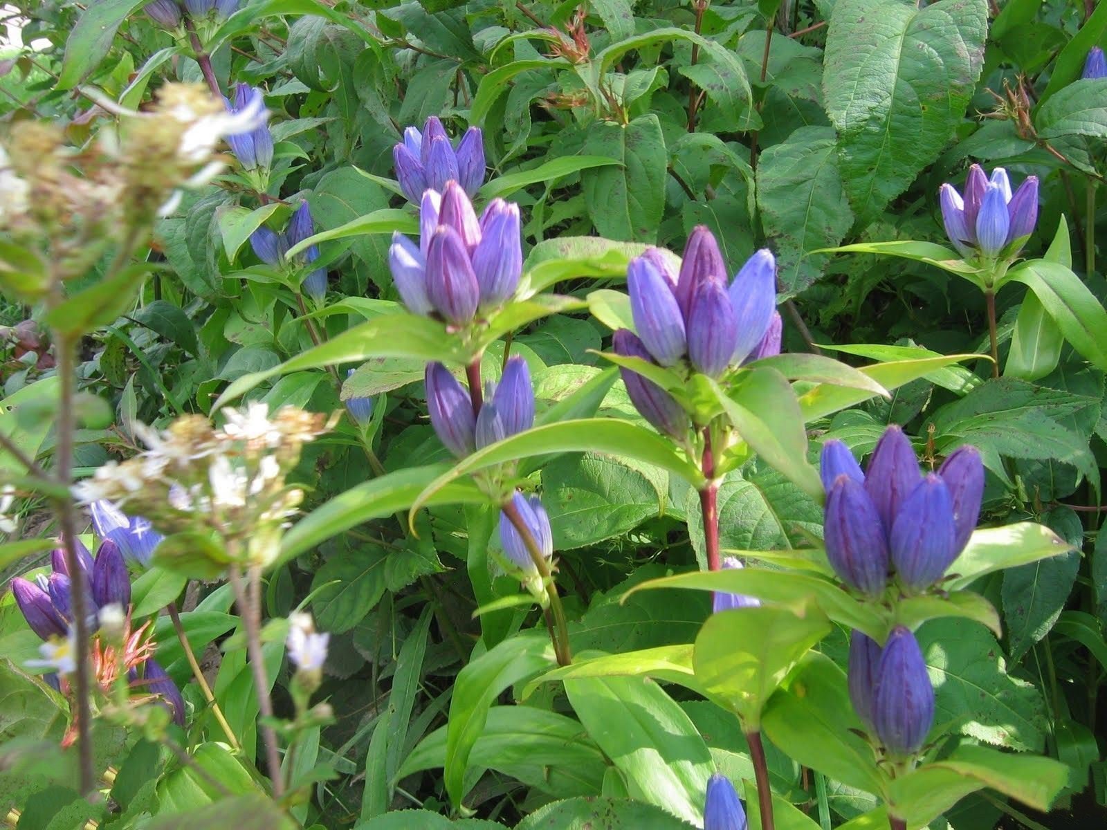 1000 Bottle Gentian Seeds (Gentiana andrewsii ) Native Wildflower ...