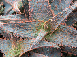ALOE cv ORANGE MARMALADE @J@ exotic rare color succulent bonsai  seeds 3... - $9.99