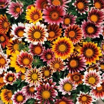 Gazania Splendens Mix 25 Fresh Flower Seeds #PLS12 - $19.50