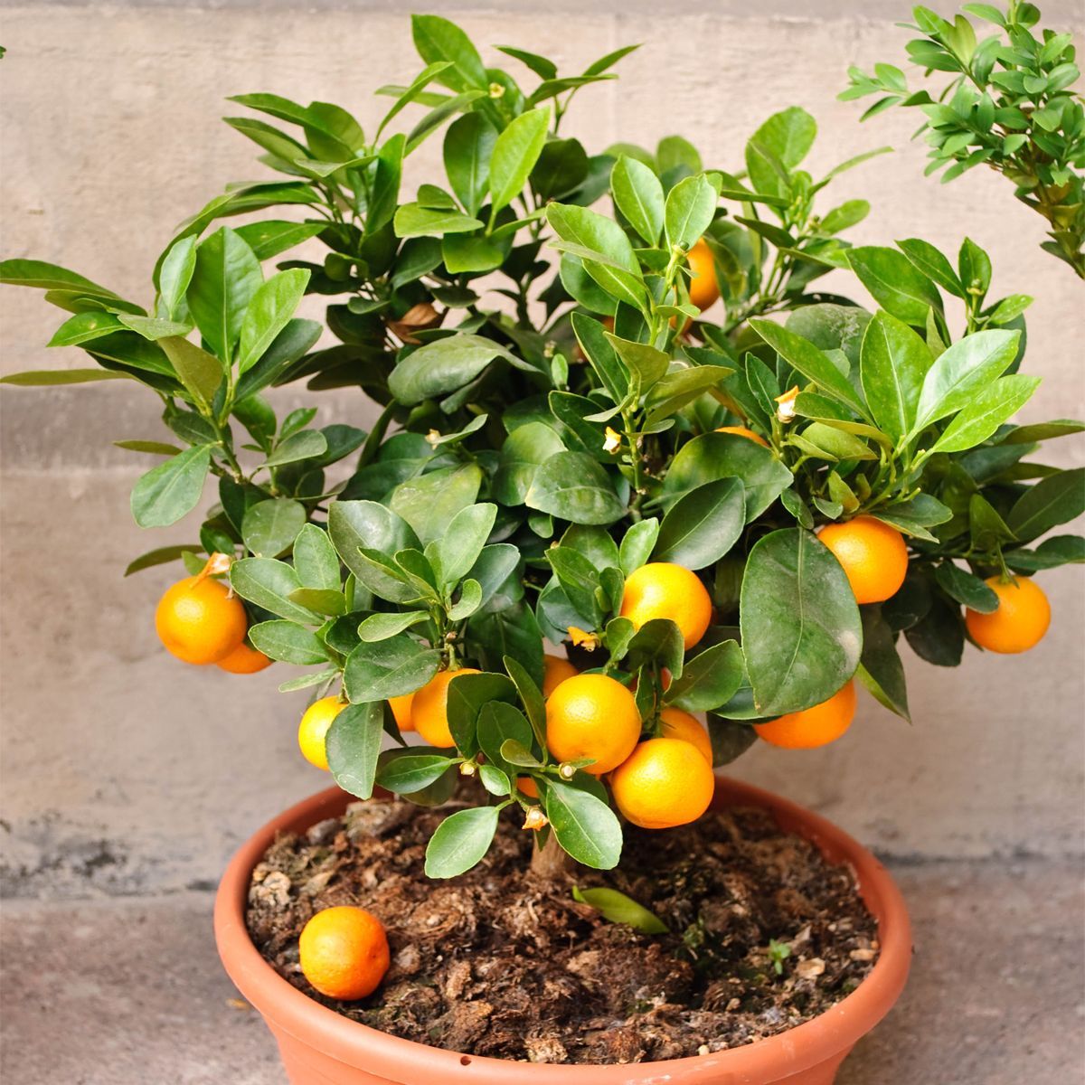 tangerine fruit in chinese