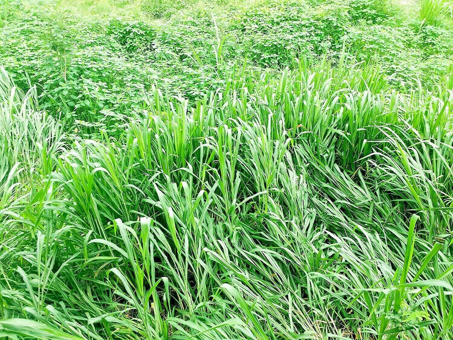 1OZ=15,001 BUFFALO GRASS Seed Native Prairie and similar items