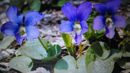 75 Wild Purple Violet Rhizome/Bulbs- Fresh, Healthy, & Bare- Ready To Plant - $25.95