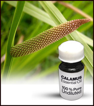 Natural Calamus Oil / 100% Pure Calamus Oil Premium High Quality (50ml) - $57.00