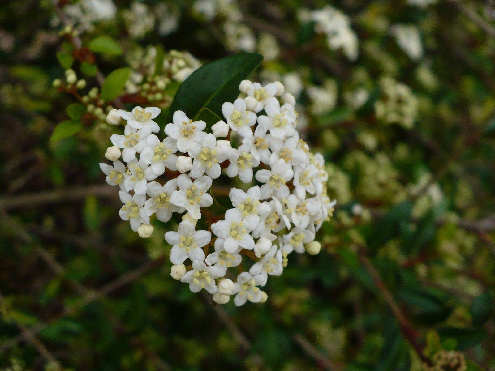 Walter's Viburnum Viburnum obovatum 20 Seeds - Other Home & Garden