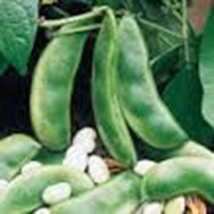 Lima Bean, Henderson Bush, NON Gmo,organic 20+ Seeds, Great Tasting and ... - $3.95