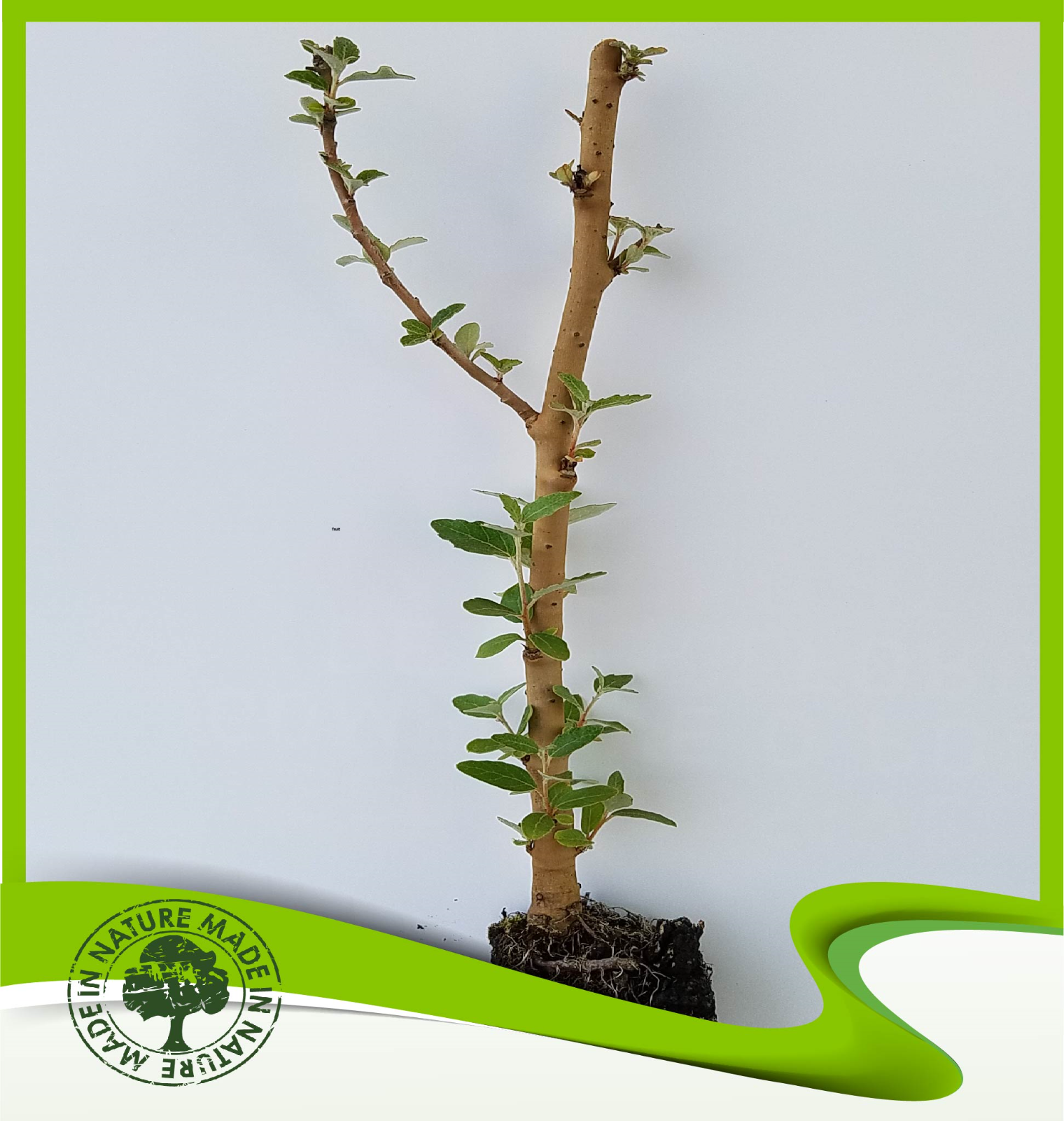 Populus alba (White Poplar) Plant Bonsai