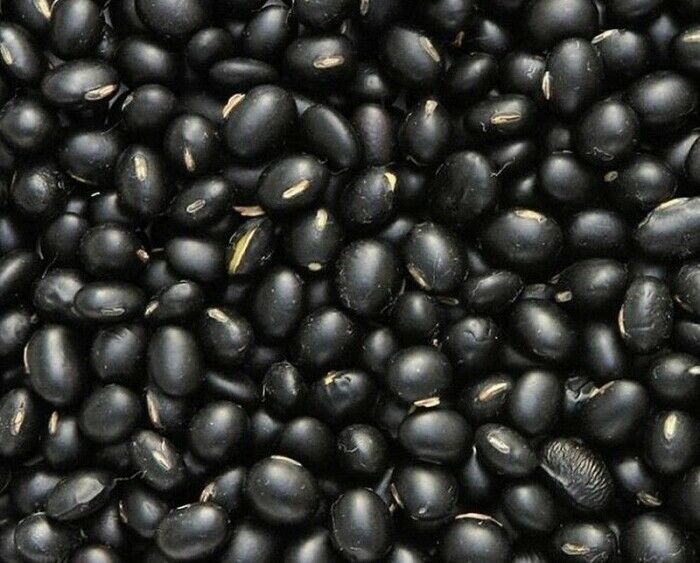 Organic Black Soybean Seed - Edamame Soy Bean Garden & Sprout Seeds (1 ...