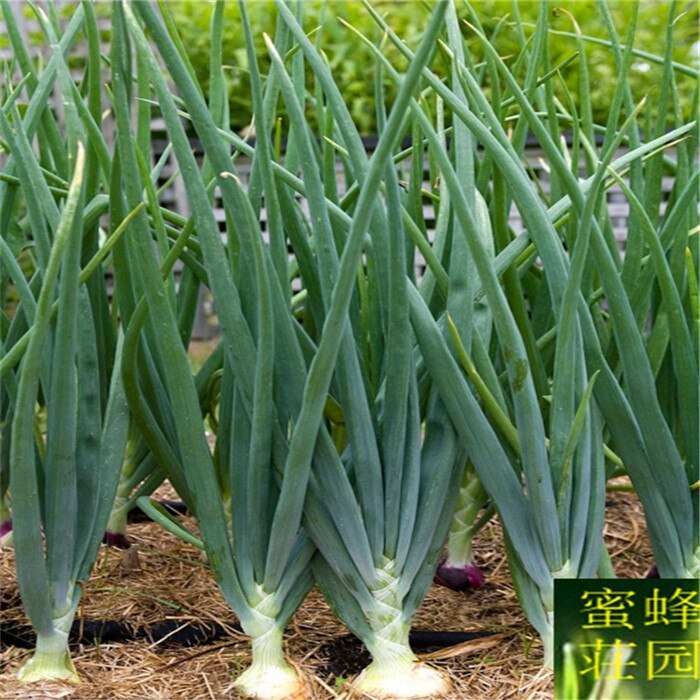 Sell Well 100 Pcs Giant Chinese Green Onion Home Garden
