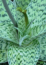 ALOE cv DELTA LIGHTS hybrid exotic color succulent rare flowering seed 10 SEEDS - $7.99