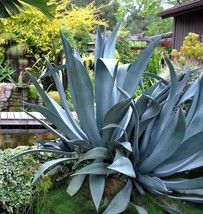 AGAVE SALMIANA, rare succulent pulque century plant exotic garden seed -... - $8.99
