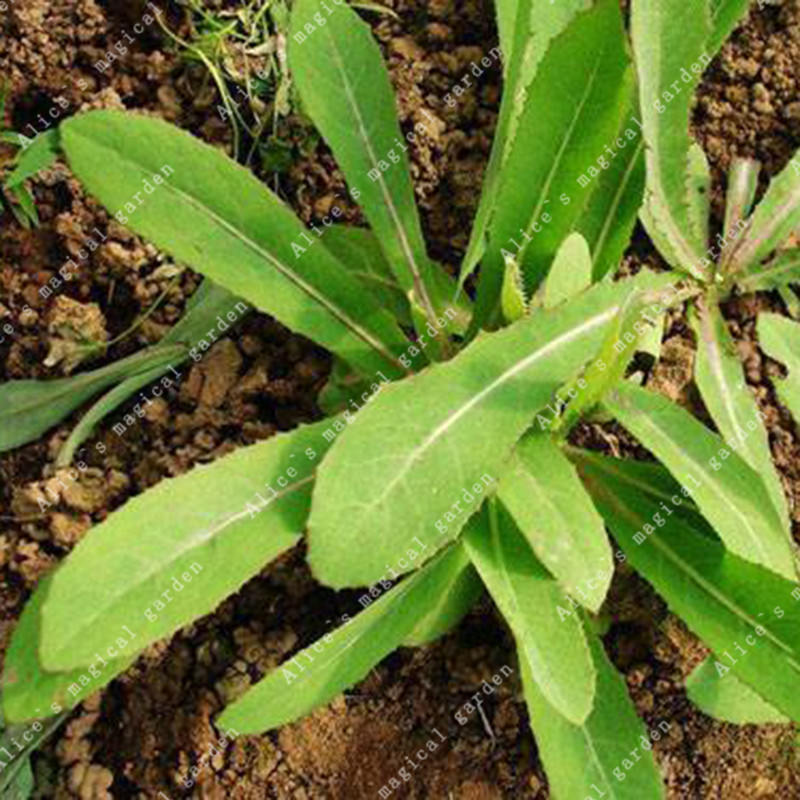 30 Red Root Bitter Lettuce Seeds Nutritious Lactuca Sativa Bitter