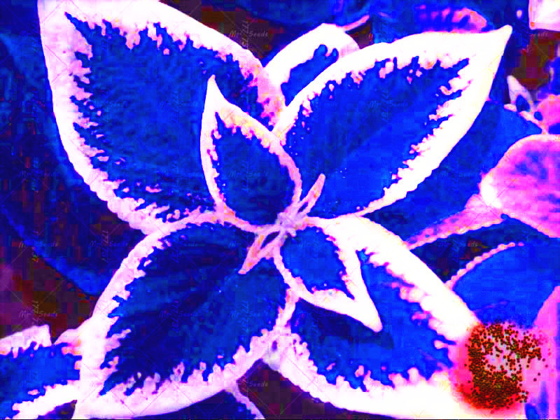 100 / bag blue Coleus seeds, beautiful flowering plants, potted bonsai