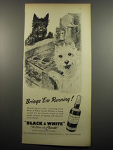 1955 Black &amp; White Scotch Ad - art by Morgan Dennis - Brings &#39;em Running - $14.99