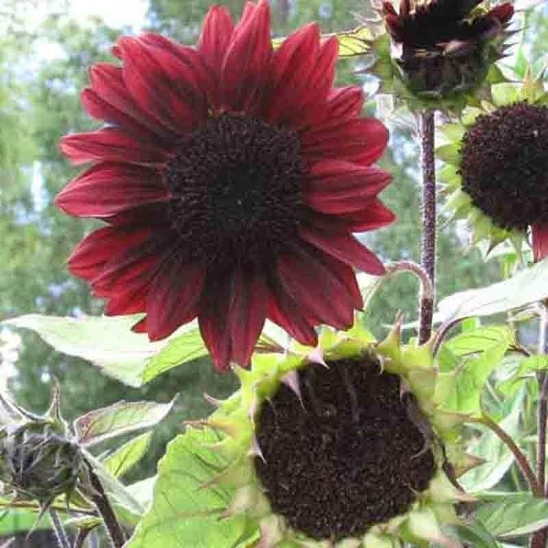 SUNFLOWER 200 RARE SEED MIX BEAUTIFUL COMBINED SHIP MULTIPLE VARIETY