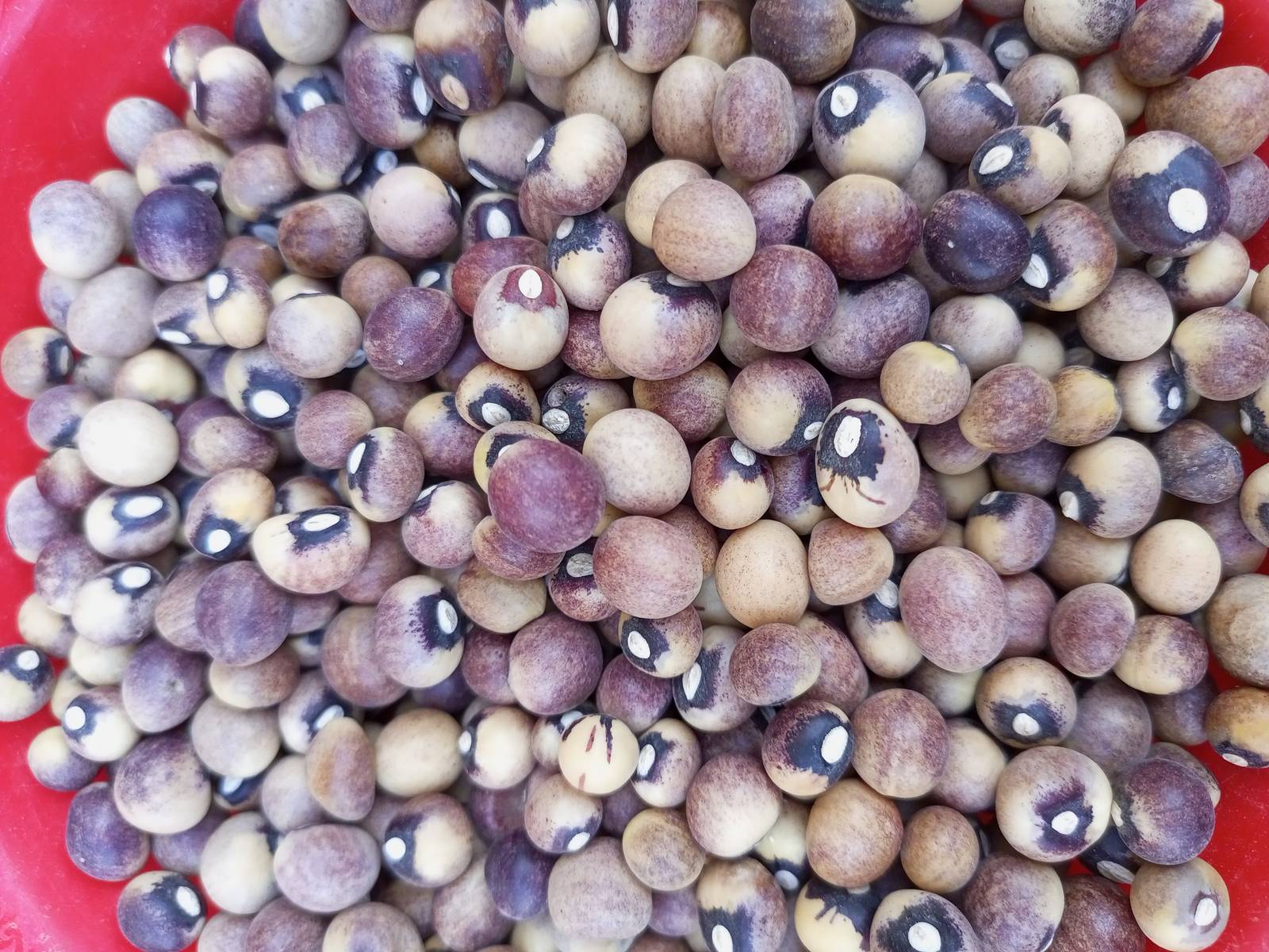 Burgundy black eye bambara beans (vigna subterranean), 200g for 11 USD, shipping