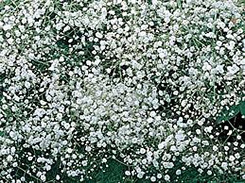 Baby's Breath 100+ Seeds Newly Harvested, Beautiful Snow Like Blooms