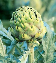 Non-GMO Green Globe Artichoke - 15 Seeds - $7.99