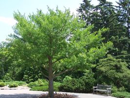 Ginkgo biloba maidenhair tree image 4