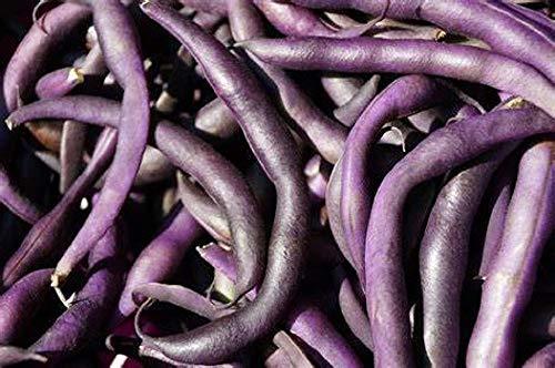 Royal Burgundy Bush Bean Seeds - 100 Count Seed Pack - Non-GMO - Eye-catching an