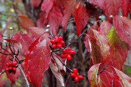 PINK DOGWOOD Tree  6-12" in a 2.5 "pot image 3