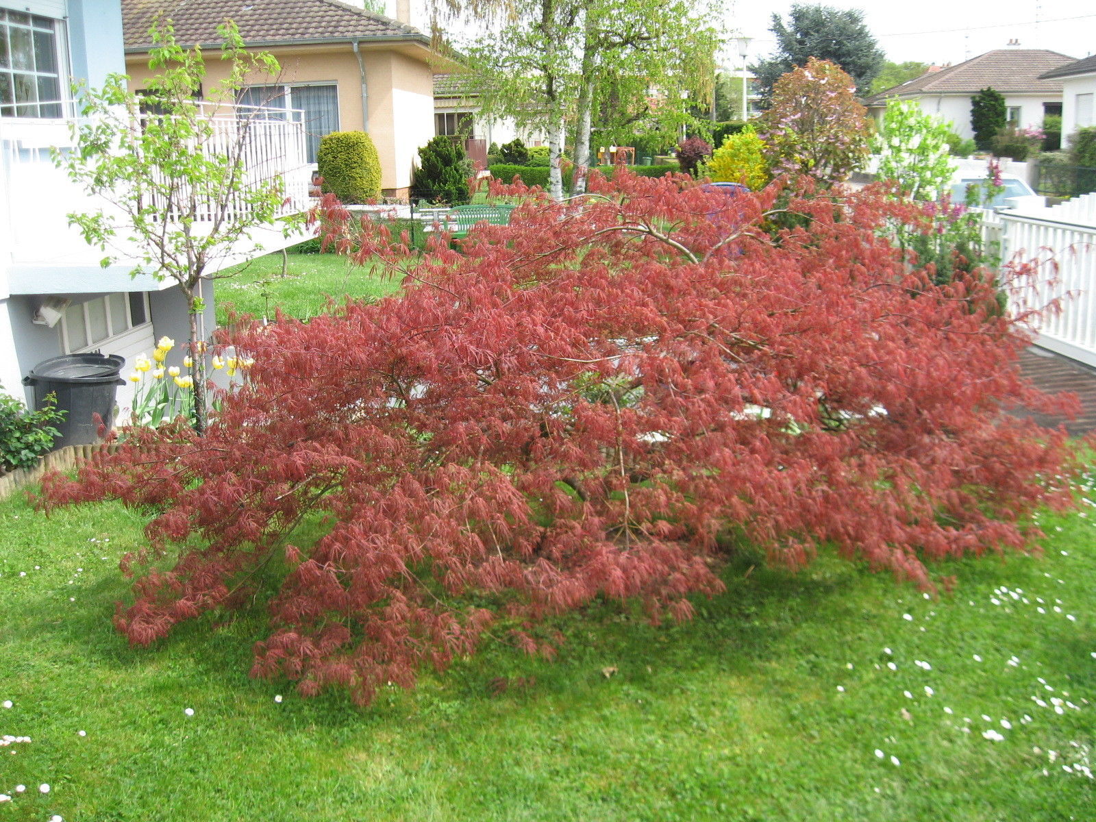 Red Lace Leaf Japanese Maple Acer palmatum atropurpureum dissectum Tree.